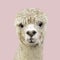 Funny alpaca llama isolated on pink background