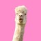 Funny alpaca llama on pink background