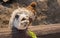 The funny alpaca looks out of the fence, waiting for a meal. Top view