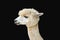 Funny alpaca smile and teeth; white llama close-up Isolate on black background