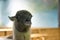funny alpaca smile, white llama close-up
