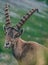 Funny alpine capricorn Steinbock Capra ibex eating and looking at a camera, brienzer rothorn switzerland alps vertical