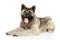 Funny American Akita on a white background