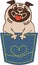 Funny animal character pug in pocket