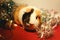 Funny Animal. Guinea Pig Christmas portrait