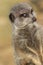 Funny animal meme image of photogenic meerkat smiling for camera