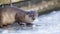 Funny animal - otter looking in winter