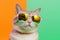 funny animal pet fashion neon colourful portrait cat sunglasses cute. Generative AI.