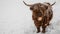 Funny animals background banner panorama - Scottish Highland Cow in winter with snow, cow in snowy field looking at the camera