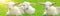 Funny animals background banner panorama  -Three cute little smiling goat / lamb babies are sitting on a green meadow