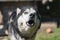 Funny animals, husky dog â€‹â€‹makes grimaces, close-up photo