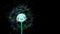 Funny Animated Dandelions Seed Flying On Black Background Loop.- Alpha channel. Dandelion, Taraxacum Officinale Seeds footage