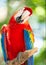 funny ara macaw parrot outside. photo of ara macaw parrot in zoo. ara macaw parrot bird.