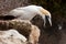 Funny Australasian Gannet with beak wide open