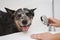 Funny Australian Cattle Dog having bath at home.