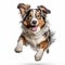 Funny Australian Shepherd Dog Jumping Over White Background