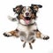 Funny Australian Shepherd Leaping With Happy Face On White Background