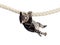 Funny baby cat hanging on rope