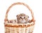 Funny baby cat sitting in basket