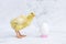 funny baby chicken, yellow chick looking at whole egg in shell. concept of hatching