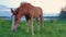 Funny baby foal looking curious and attentive to camera while grazing grass on a pasture near the lake in a sunny summer day