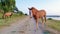 Funny baby foal looking curious and attentive to camera standing on a country road near pasture near the while hi mother mare is g