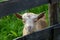 Funny baby goat