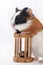 FUNNY BABY GUINEA PIG PLAYING TOY