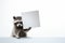 Funny baby raccon holding a blank poster. Copy space for your text