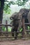 Funny Baby Thai Elephant