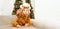 Funny baby wearing tiger costume,symbol of New 2022 Year indoor near Christmas tree,play,have fun.Festive party or game