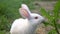 Funny baby white rabbit eat green grass