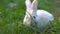 Funny baby white rabbit eat green grass