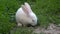 Funny baby white rabbit eat green grass