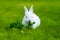 Funny baby white rabbit eating clover in grass