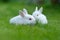 Funny baby white rabbits in grass