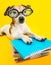 Funny back to school cute dog in glasses on yellow background