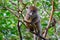 Funny bamboo lemurs on a tree branch watch the visitors