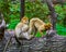 Funny barbary macaque couple, monkey standing in strange position showing his behind, Endangered animal specie from Africa