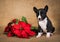 Funny Basenji puppy dog with poinsettia red flower