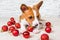 Funny Basenji puppy dog and red christmas balls