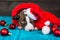 Funny Basenji puppy dog in santa hat and red balls