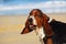 Funny Basset hound dog portrait
