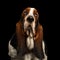 Funny Basset Hound on Isolated black background