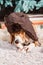 Funny beagle dog in brown fur hat with ear flaps lies on fur carpet, holding and eating artificial bone near New Year tree.