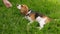 Funny beagle dog eat flower from owner hand