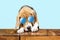 Funny beagle dog in glasses examines his food