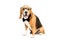 Funny beagle dog sitting in eyeglasses and bow tie