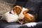 Funny Beagle dog tired sleeps on pillow on couch. Pet on furniture concept