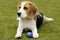 Funny beagle puppy with ball